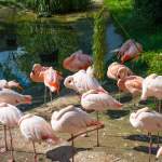Flamingos im Zoo Salzburg Hellbrunn