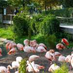 Flamingos mit Besucher im ZOO Salzburg
