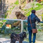 Besucher beim Bärengehege ZOO Salzburg